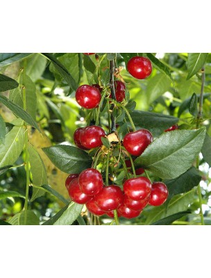 Image 50731 supplémentaire pour Queue de cerise - Pédoncule coupé 50g - Tisane Prunus cerasus L.