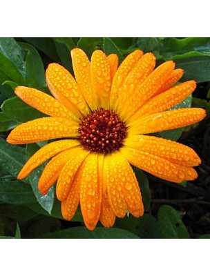 Image 51126 supplémentaire pour Souci Tango Bio - Fleur 50g - Tisane de Calendula officinalis L.
