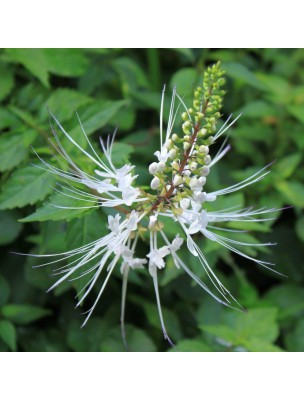 Image 52338 supplémentaire pour Orthosiphon Bio - Feuilles 50 g - Tisane d'Orthosiphon aristatus (Blume)