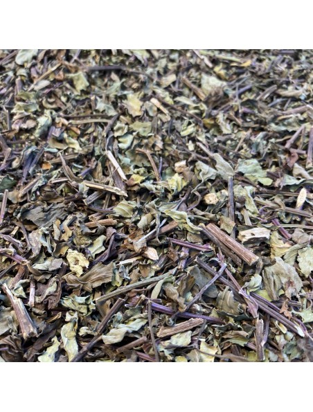 Achetez Orthosiphon Bio - Feuilles 50 g - Tisane d'Orthosiphon aristatus (Blume) à l'herboristerie Louis Image principale de Orthosiphon Bio - Feuilles 50 g - Tisane d'Orthosiphon aristatus (Blume)