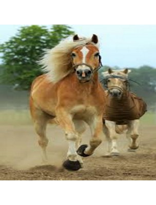 Image 52471 supplémentaire pour Vitamine E, Sélénium et Lysine Liquide - Muscles des chevaux 1 Litre - Horse Master