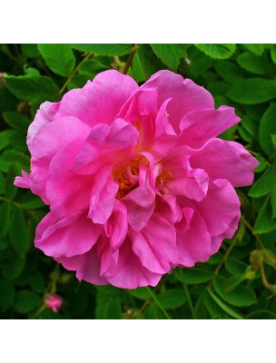 Image 54576 supplémentaire pour Délicate Rose de Damas Bio - Thé Blanc Parfumé 50g