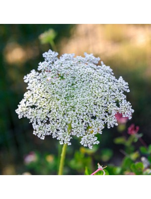 Image 55721 supplémentaire pour Khella (Ammi Visnaga) - Fruit 100g - Tisane de Ammi Visnaga