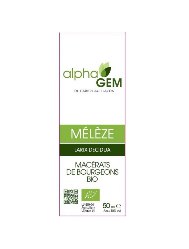Image principale de la modale pour Mélèze Macérat de bourgeons Bio - Larix decidua 50 ml - Alphagem