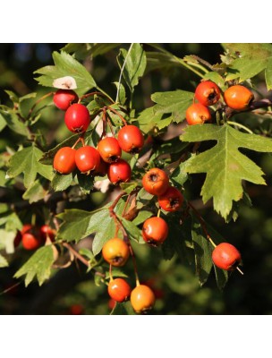 Image 56954 supplémentaire pour Canneberge Bio - Fruit Moelleux 100g - Tisane de Vaccinium macrocarpon