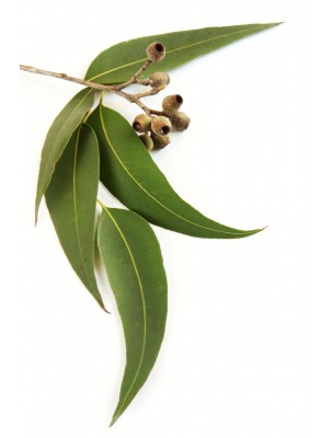 Image 56956 supplémentaire pour Eucalyptus Bio - Feuilles entières 100g - Tisane Eucalyptus globulus