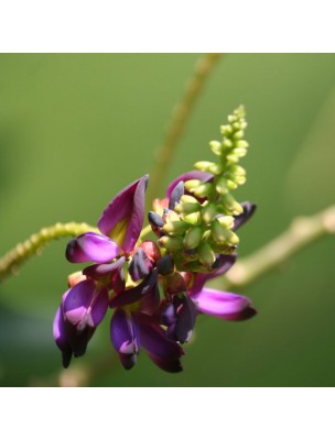 Image 57032 supplémentaire pour Kudzu - Racine coupée 100g - Tisane de Pueraria montana var lobata