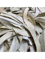 Image de Eucalyptus Bio - Feuilles entières 100g - Tisane Eucalyptus globulus depuis ▷▷ Tisanes de plantes commençant par la lettre E