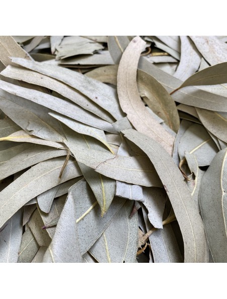 Achetez Eucalyptus Bio - Feuilles entières 100g - Tisane Eucalyptus globulus à l'herboristerie Louis Image principale de Eucalyptus Bio - Feuilles entières 100g - Tisane Eucalyptus globulus