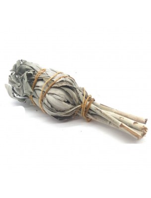 Image de California White Sage - Spiritual Purification - 20 to 25g Torch depuis Scented and purifying plant sticks