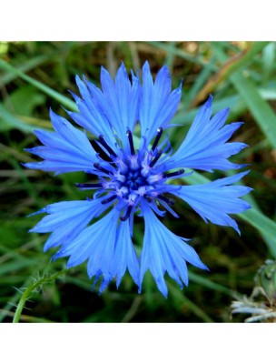Image 58109 supplémentaire pour Bleuet Bio - Digestion et Respiration Teinture-mère de Centaurea cyanus 50 ml - Herbiolys