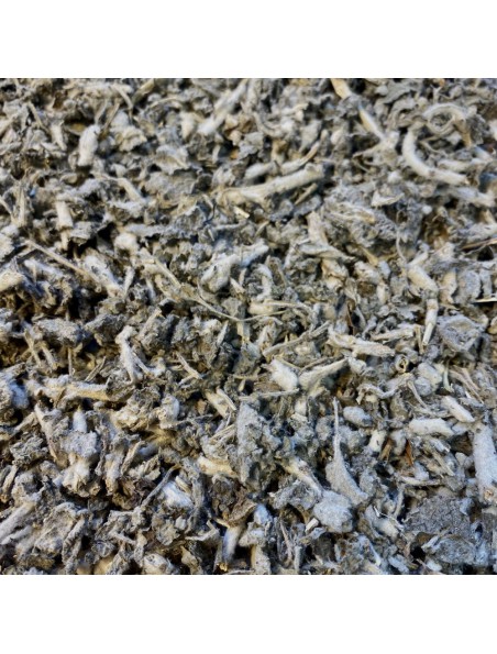 Achetez Marrube blanc Bio - Partie aérienne coupée 100g - Tisane de Marrubium vulgare L. à l'herboristerie Louis Image principale de Marrube blanc Bio - Partie aérienne coupée 100g - Tisane de Marrubium vulgare L.