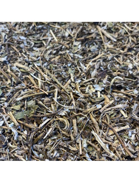 Achetez Piloselle Bio - Partie aérienne coupée 100g - Tisane de Hieracium pilosella L. à l'herboristerie Louis Image principale de Piloselle Bio - Partie aérienne coupée 100g - Tisane de Hieracium pilosella L.