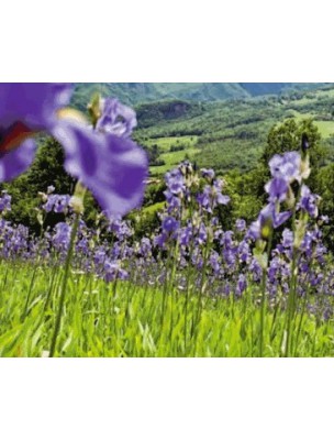 Buy Iris Moisturizing Night Cream - Regenerates and nourishes the skin