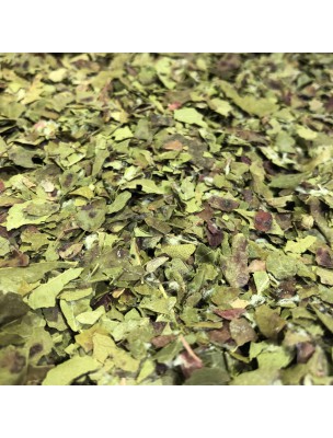 Image de Vigne rouge Bio - Feuilles coupées 100g - Tisane de Vitis vinifera L. via Marron d'Inde Bio Synergia - SIPF Suspension Intégrale de Plante Fraîche 100ml