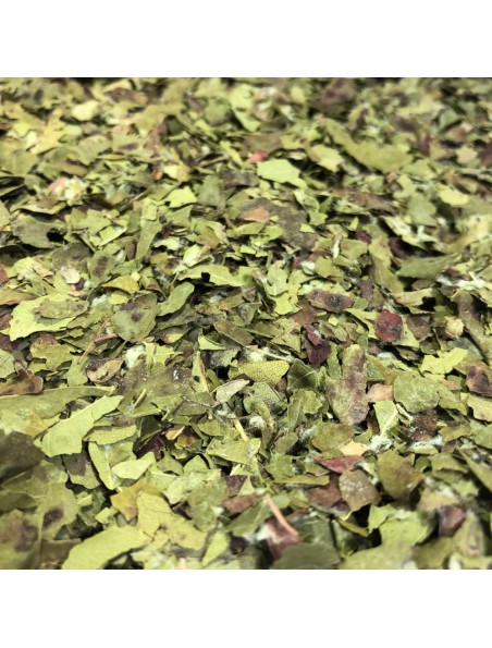 Vigne rouge Bio - Feuilles coupées 100g - Tisane de Vitis vinifera L.