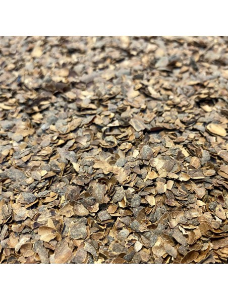 Achetez Cacao Bio - Coque torréfiée coupée 100g - Tisane de Theobroma cacao L. à l'herboristerie Louis Image principale de Cacao Bio - Coque torréfiée coupée 100g - Tisane de Theobroma cacao L.