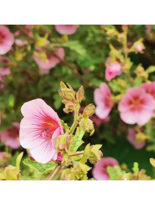 https://www.louis-herboristerie.com/58744-home_default/manuka-leptospermum-scoparium-essential-oil-5-ml-manuka-pranarom.jpg