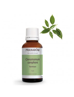 Image de Ravintsara - Cinnamomum camphora Essential Oil 30 ml - Natural Pranarôm via Buy Eucalyptus radiata Organic Essential Oil 5 ml