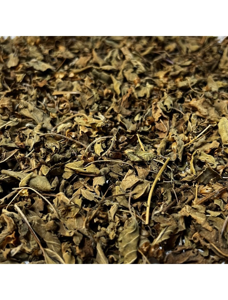 Image principale de la modale pour Basilic Sacré (Tulsi) Bio - Partie aérienne coupée 100g - Tisane d'Ocimum sanctum