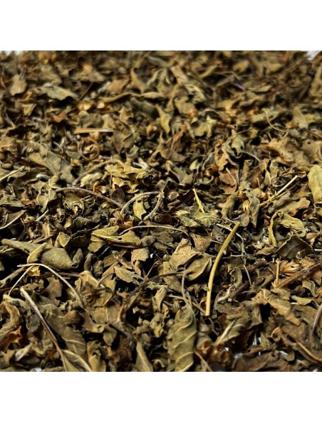 Image principale de Basilic Sacré (Tulsi) Bio - Partie aérienne coupée 100g - Tisane d'Ocimum sanctum