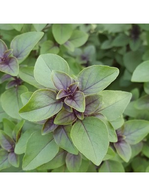 Image 58880 supplémentaire pour Basilic Sacré (Tulsi) Bio - Partie aérienne coupée 100g - Tisane d'Ocimum sanctum