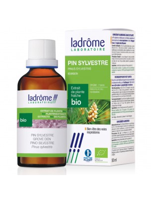 Image de Pin Sylvestre Bio - Défenses naturelles Teinture-mère Pinus Sylvestris 50 ml - Ladrôme depuis louis-herboristerie