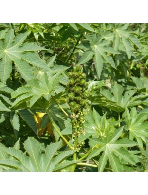 Image 58963 supplémentaire pour Huile de Ricin Bio - Huile végétale de Ricinus communis 100 ml - Bioflore