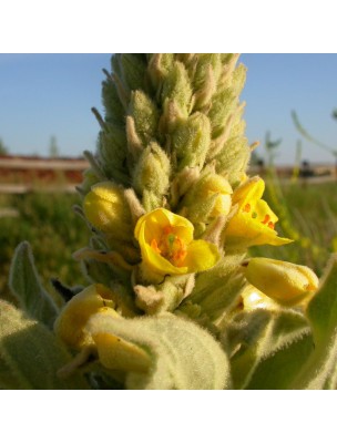 Image 59063 supplémentaire pour Bouillon blanc (Molène) Bio - Sommité fleurie coupée 100g - Tisane de Verbascum thapsus L