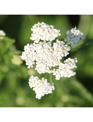 Image 59109 supplémentaire pour Achillée Millefeuille Bio - Huile essentielle d'Achillea Millefolium 2 ml - Herbes et Traditions