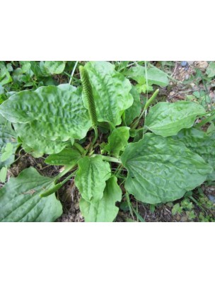 Image 59531 supplémentaire pour Plantain Bio - Feuilles coupées 100g - Tisane de Plantago major L.