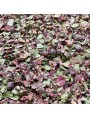 Image de Circulation Herbal Tea N°1 Light Legs - Herbal Blend - 100 grams via Buy Rose Geranium cv Bourbon - Pelargonium x graveolens 10 ml -