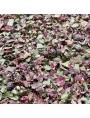 Image de Circulation Herbal Tea N°1 Light Legs - Herbal Blend - 100 grams via Buy Pistachio Mastic Organic - Pistacia Essential Oil
