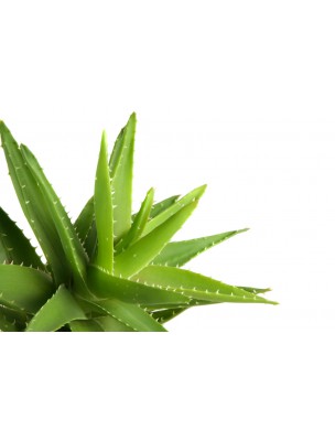 Image 59893 supplémentaire pour Gel Coiffant à l'Aloe vera Bio - Fixation Forte 150 ml - Puraloe