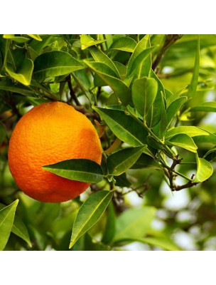Image 59906 supplémentaire pour Clémentine Bio - Huile essentielle de Citrus clementina 5 ml - Herbes et Traditions