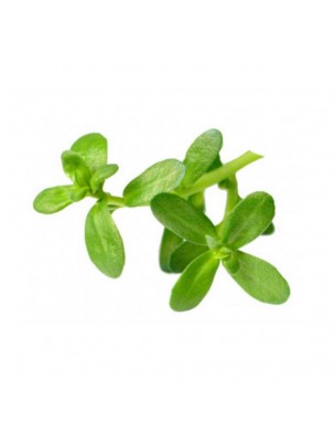 Image 60115 supplémentaire pour Brahmi plante poudre - Mémoire 100g - Samskara