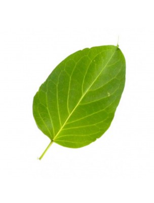Image 60152 supplémentaire pour Gurmar feuille poudre - Glycémie normale 100g - Samskara