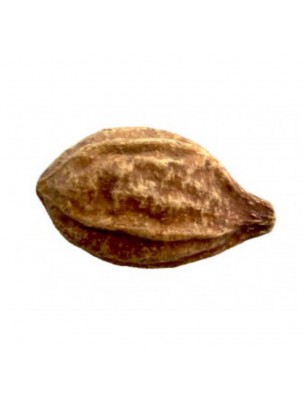Image 60170 supplémentaire pour Haritaki fruit poudre - Détox 100g - Samskara
