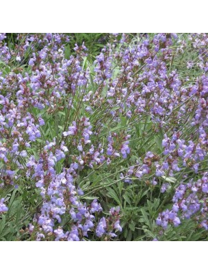 Image 60410 supplémentaire pour Sauge Bio - Ménopause Teinture-mère de Salvia officinalis 50 ml - Ladrôme