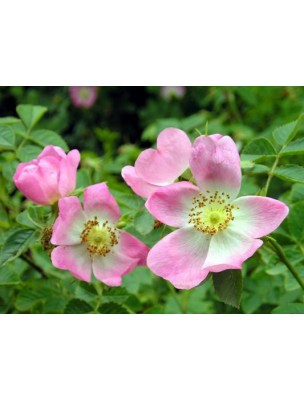 Image 61050 supplémentaire pour Déodorant Spray Rose Musquée - Parfum floral 100 ml - Weleda