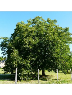 Image 61184 supplémentaire pour Noyer Bio - Feuilles entières 50g - Tisane de Juglans regia L.