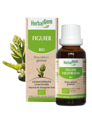 Image de Figuier bourgeon Bio - Stress et digestion Spray de 15 ml - Herbalgem via Oseille - Partie aérienne 100g - Tisane Rumex acetosa