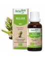 Image de Fig Tree bud Bio - Stress and digestion 30 ml - Herbalgem via Buy Acorus vera organic tincture - Digestion and Throat Acorus calamus