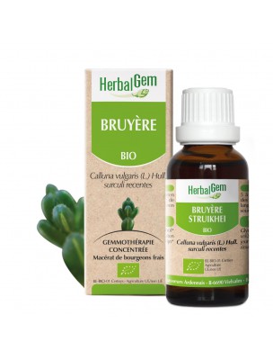 Image de Bruyère bourgeon Bio - Système urinaire 30 ml - Herbalgem via Tisane Myrtille Bio - Partie aérienne 100g - Vaccinium myrtillus L.