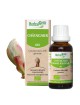 Châtaignier bourgeon Bio - Drainage et circulation 30 ml - Herbalgem