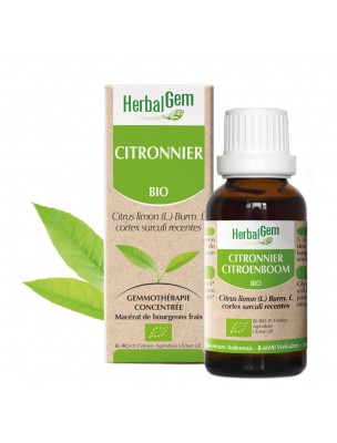 Image de Citronnier bourgeon Bio - Circulation 30 ml - Herbalgem depuis Aulne glutineux Macérât de bourgeon Bio - Herbiolys