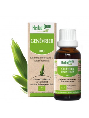 Image de Genévrier bourgeon Bio - Tonique et dépuratif 30 ml - Herbalgem depuis Aubier du Tilleul bio - Complexe végétal 500 ml La Gravelline