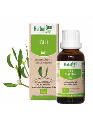 Image de Gui bourgeon Bio - Circulation et Hypertension 30 ml - Herbalgem via Arbre de Judée - Macérât de bourgeon Bio - Herbiolys