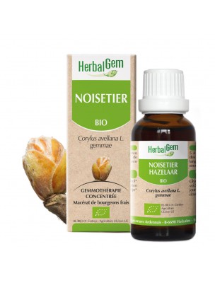 Image de Noisetier bourgeon Bio - Foie et Poumons 30 ml - Herbalgem depuis Tisane Amande - Coque coupée 100g