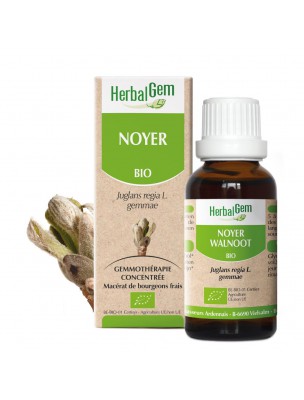 Image de Noyer bourgeon Bio - Macérât glycériné 30ml - Herbalgem depuis Psyllium noir Bio - Graines 250g - Tisane de Plantago afra L.